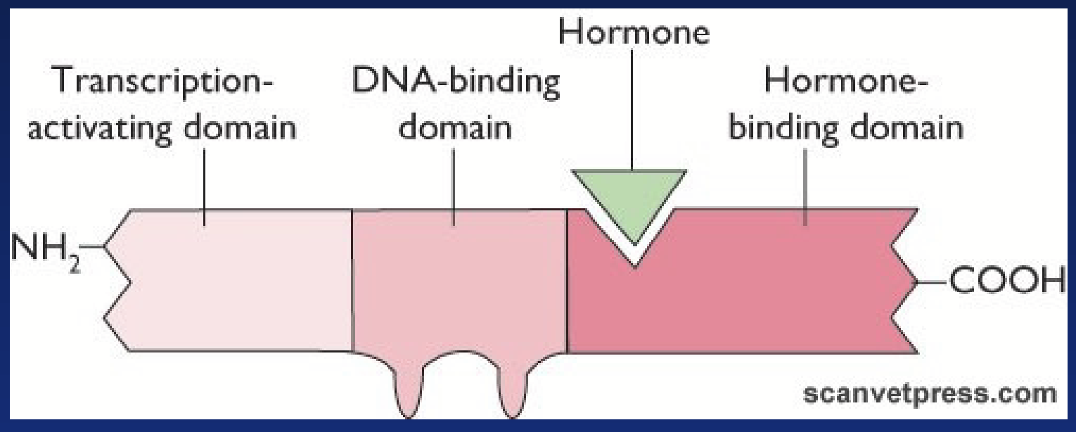 <p>Specific intracellular receptor that binds lipophilic hormones. Regulates gene transcription - considered “transcription factors”.</p><p>In the case of thyroid hormones, the receptor is already in the nucleus and hormones diffuse all the way there.</p><p>Ligand binding domain: binds hormone.</p><p>DNA binding domain: binds DNA of target gene. Contains zinc fingers. Gives specificity of receptor.</p><p>Activation domain: stimulates gene transcription.</p><p>Orphan receptor: cloned but no ligand found (yet).</p>
