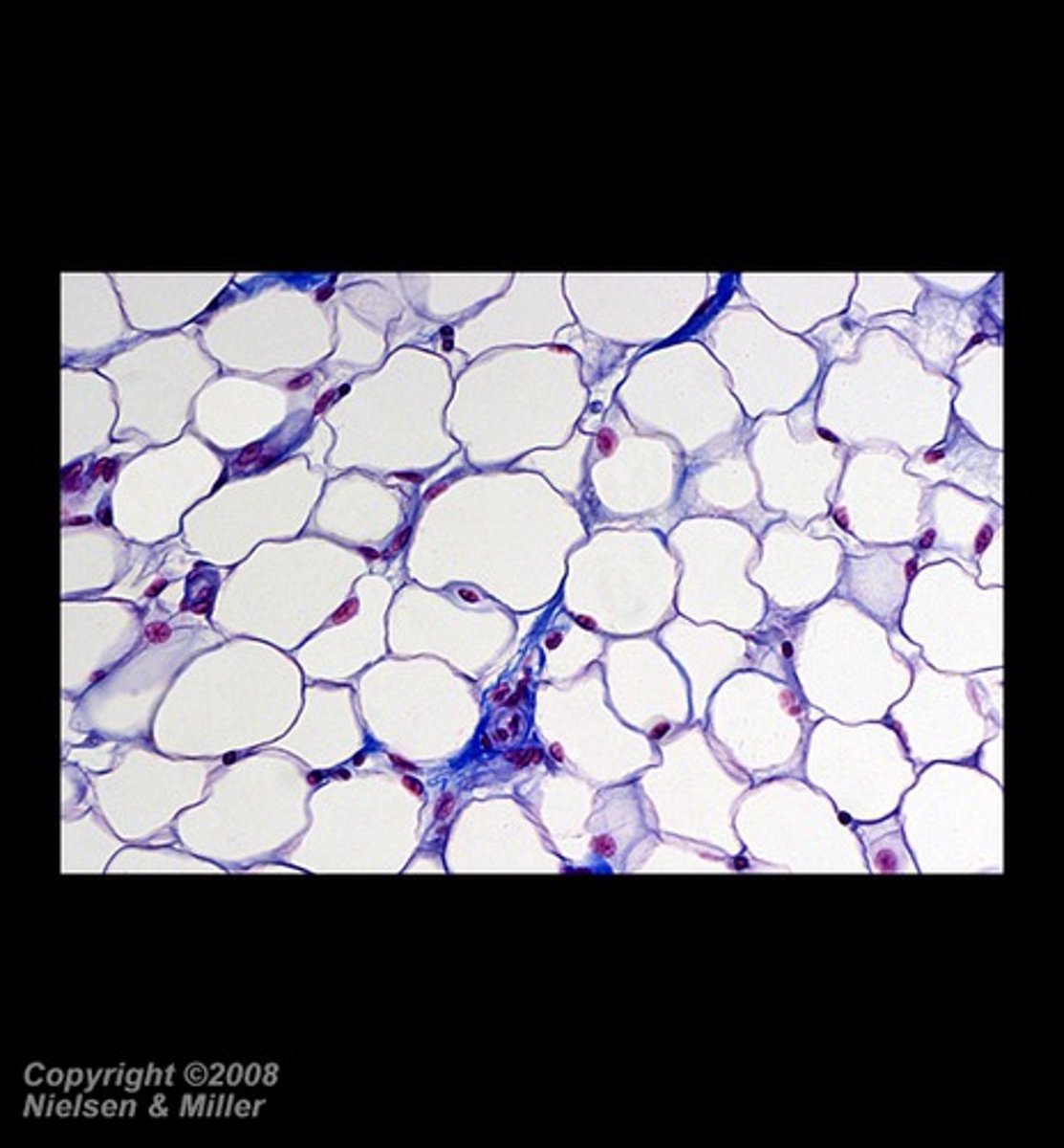 BIO 231 Human Anatomy Histology of Connective Tissue for Lab
