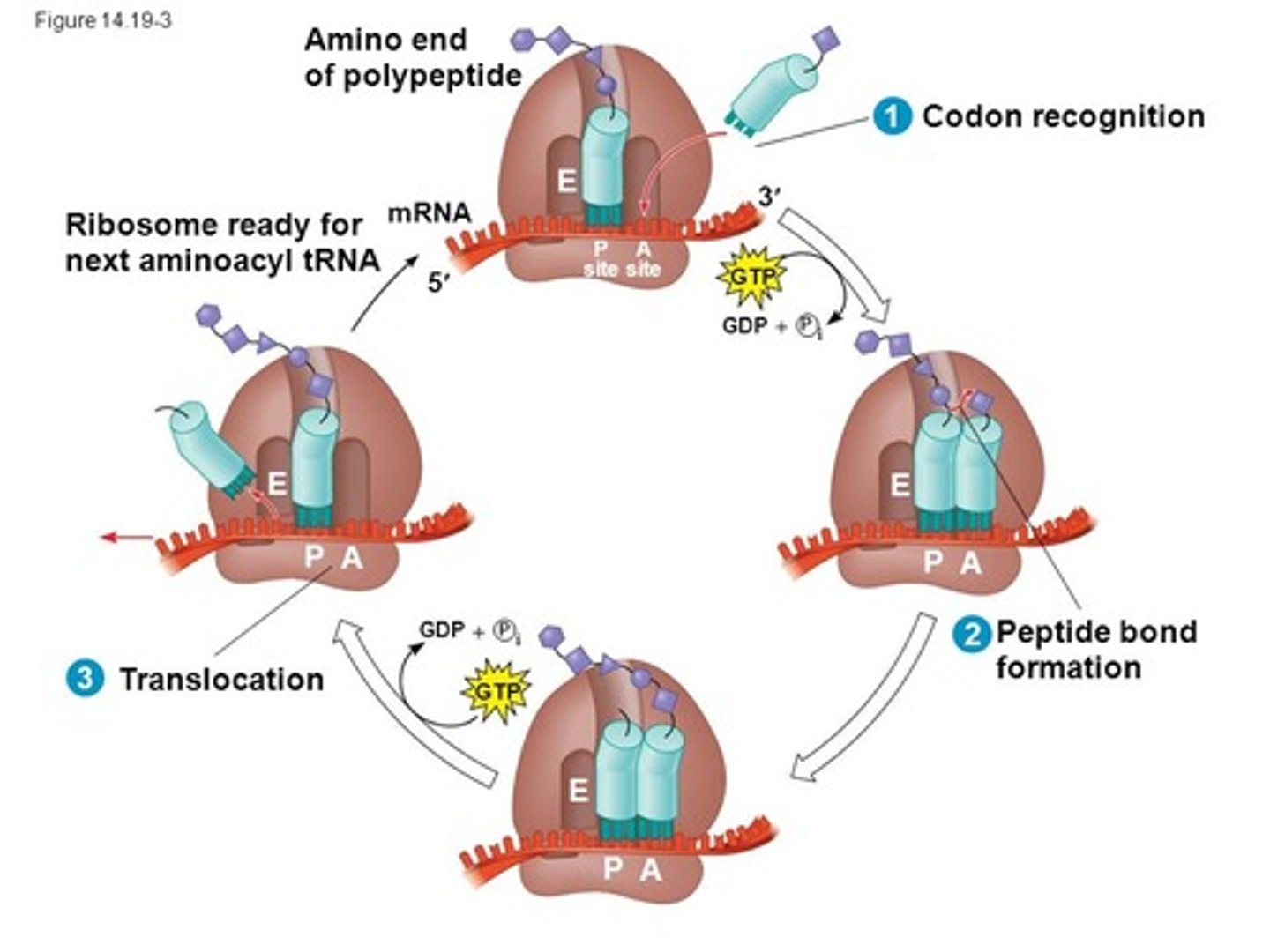 <p>(B) E-site</p><p>The E-site on the ribosome is where the empty tRNA exits. That name "E-site" comes from the word "exit."</p>