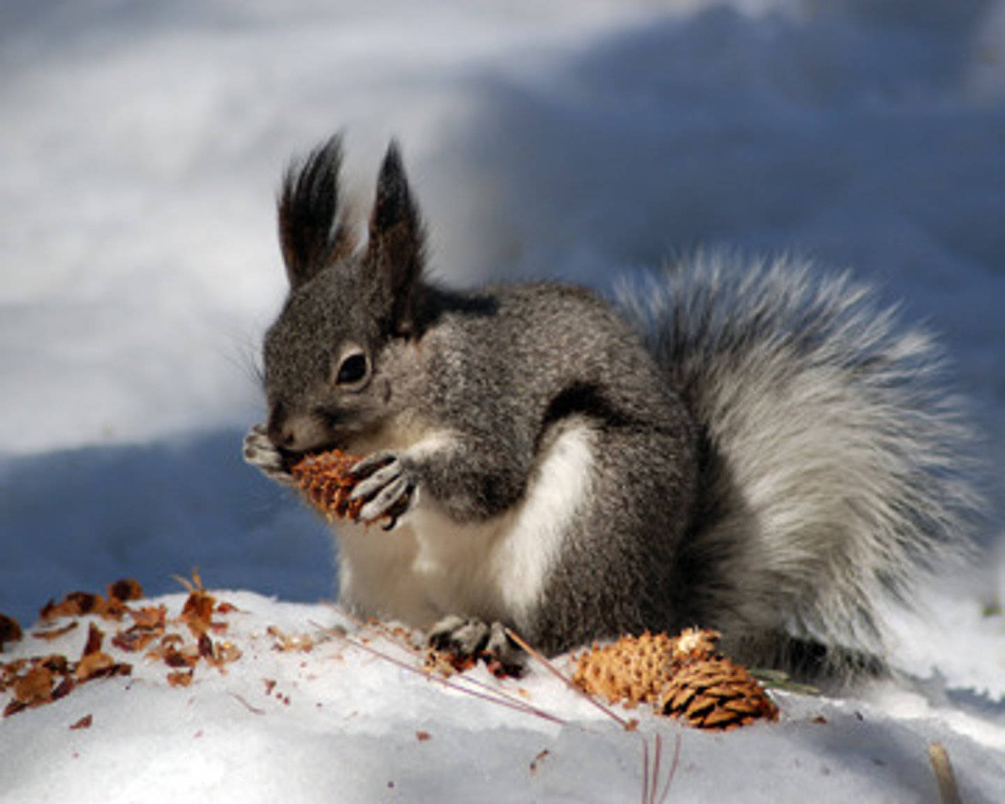 <p>aberts squirrel</p>