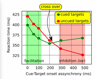 <p><strong>inhibitie </strong>= onderdrukking (bij selectieve aandacht is het dus dat je je aandacht ergens níet op richt)</p><p><strong>negatieve priming</strong> (Fox) = inhibitie van een “niet-aandacht” stimulus zorgt ervoor dat deze (of een gerelateerde stimulus) later slechter worden verwerkt<br>VB: je ziet een rood &amp; groen figuur, en alleen de groene figuur moet je benoemen → als je de eerste keer een rode paddenstoel ziet (die moet je inhiberen), en in de volgende trial is de paddenstoel opeens groen, dan gaat het benoemen langzamer</p><p><strong>terugkeerinhibitie (Inhibition Of Return: IOR) </strong>= je hebt een langere RT bij stimuli op de plaats waar exogeen gestuurde aandacht net vandaan komt als de SOA langer wordt.<br>Dit komt omdat je “onthoudt” waar je net bent geweest → als je dus al door de cue ergens hebt gekeken, en je gaat dan weer terug naar het midden, dan is het tegen natuurlijk om daarna weer naar diezelfde plek te kijken → de RT is dus langer</p><p>inhibitie van automatische processen kan worden gemeten met taken waarin één aspect van de taak een automatische reactie genereert die moeilijk te onderdrukken is:</p><ul><li><p><strong>stroop taak</strong>: proefpersonen moeten de kleur van de letters van een woord noemen, terwijl het woord zelf een andere kleur is (bijv. er staat&nbsp;“blauw” in gele letters → je moet&nbsp;“geel” zeggen). Het lezen is een automatisch proces.<br><span><strong>Effect is asymmetrisch: </strong>Bij geschreven woord oplezen wordt je minder afgeleid door de kleur.</span></p></li><li><p><strong>Simon taak</strong>: proefpersonen moeten reageren op een groene cirkel met hun rechterhand en een blauwe cirkel met hun linkerhand → ze zijn geneigd om op iedere cirkel rechts te reageren met rechts, ook als dit een blauwe cirkel is (en andersom)</p></li><li><p><strong>flankeertaak</strong>: flanker experiment</p></li><li><p><strong>stop-signaal paradigma</strong>: bij een bepaald signaal moeten de proefpersonen een actie uitvoeren, maar deze actie moet worden geïnhibeerd bij een stop-signaal (hoe langer de tijd ertussen, hoe moeilijker het is)</p></li></ul><p></p>