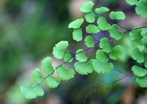 <p>Southern Maidenhair Fern (Polypodiaceae)</p>