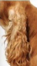 <p>○ Geluidswaarneming</p><p>■ Gemiddeld 40 Hz tot 60,000 Hz (veel beter dan bij ons)</p><p>■ Variatie per ras en leeftijd</p><p>■ Ultrageluid</p><p>● Hondenfluitjes - antiblafbanden</p><p></p><p>○ Minder horen</p><p>■ Ouderdom</p><p>■ Ziekte, trauma, medicatie</p><p></p><p>○ Aangeboren doofheid</p><p>■ Franse bulldog, Dalmatiër</p><p>■ Gekoppeld aan de kleur van de iris</p><p>■ Diagnose via Brainstem Auditory Evoked Response testing</p><p></p><p>○ Niet alle oorschelpen even handig of beweeglijk om goed te horen</p><p>■ Sommige kunnen het gehoor belemmeren</p><p>■ Bij sommige oren zijn die te zwaar en kunne de spieren het oor niet opheffen</p><p>● Gevolg: belemmert het gehoor (zie foto)</p>