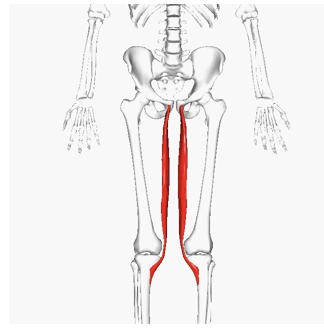 <p>ORIGIN of gracilis</p>