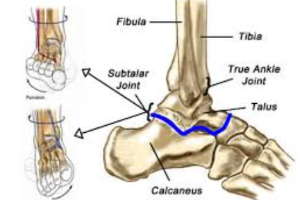 <ul><li><p>A transverse tarsal joint</p></li><li><p>Consists of talus, calcaneus, navicular and cuboid</p></li><li><p>Allow inversion, everison, pronation and supination</p></li></ul><p></p>
