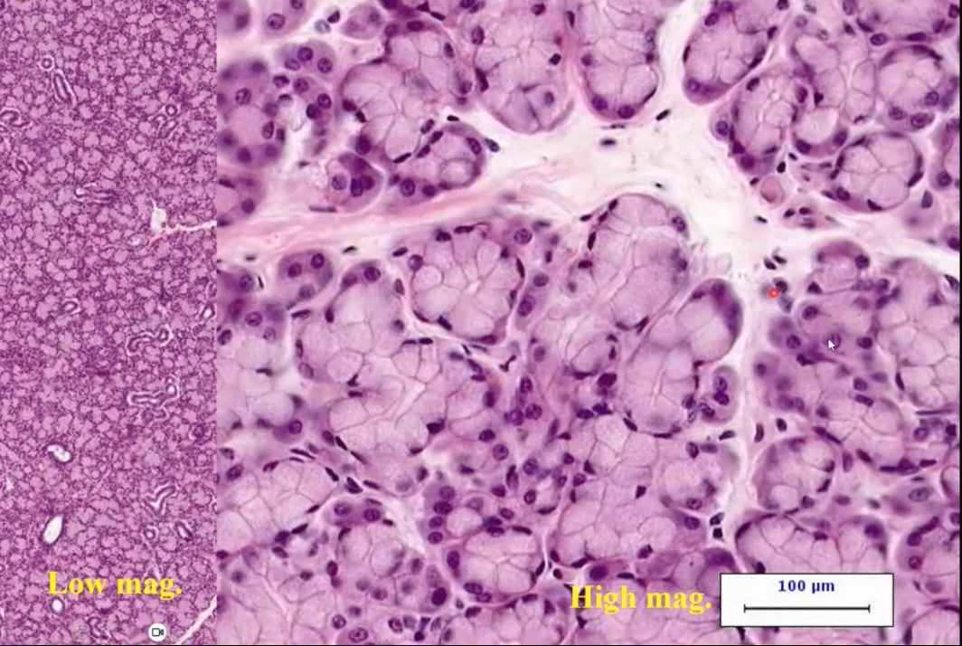 <p>what gland is this?</p>