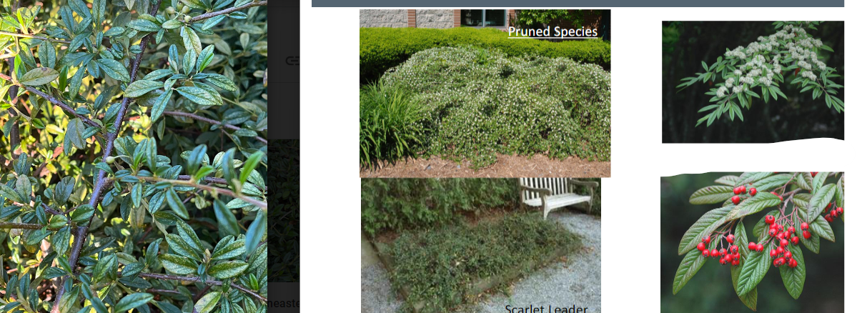 -leaves look cartoonish
-green to red berries
-wider rather than taller