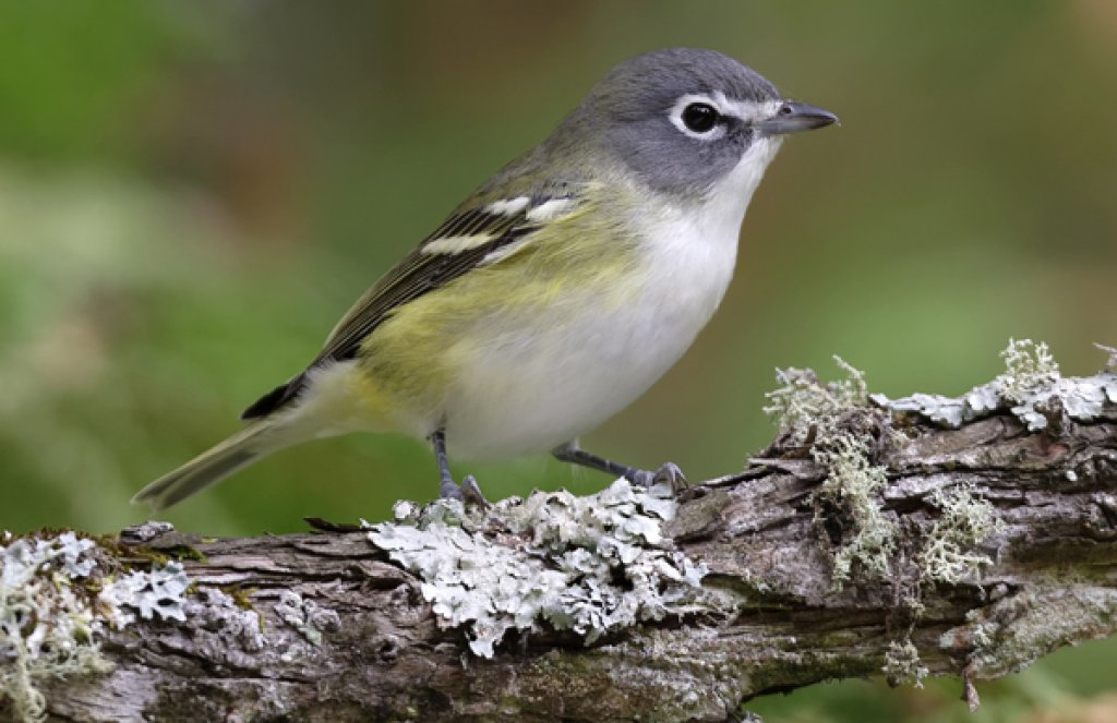 <p>Vireonidae </p>