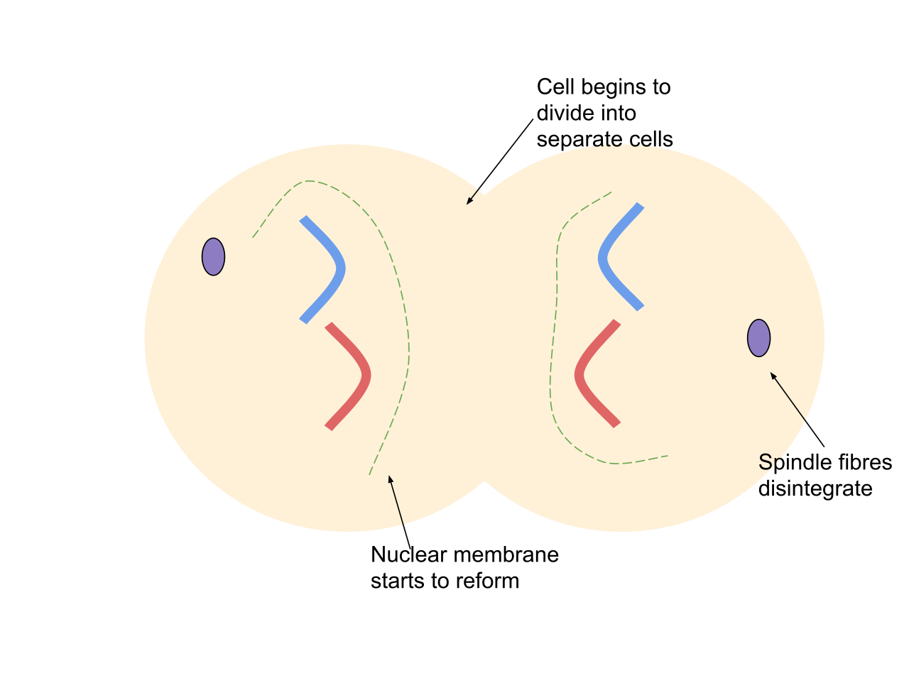 <p>what phase of mitosis is this?</p>