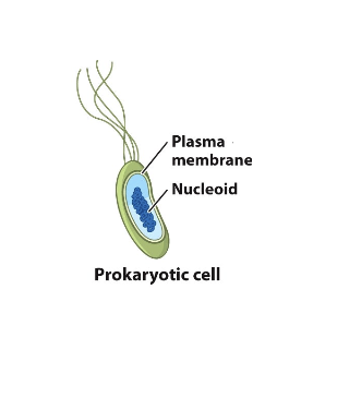 <p>metabolic machines, gene expression is often controlled by the presence of small molecules</p><ul><li><p>regulatory transcription factors</p></li><li><p>direct regulation by nutrients &amp; small molecules</p></li><li><p>existence of operons</p></li><li><p>limited combinatorial control</p></li></ul><p></p>