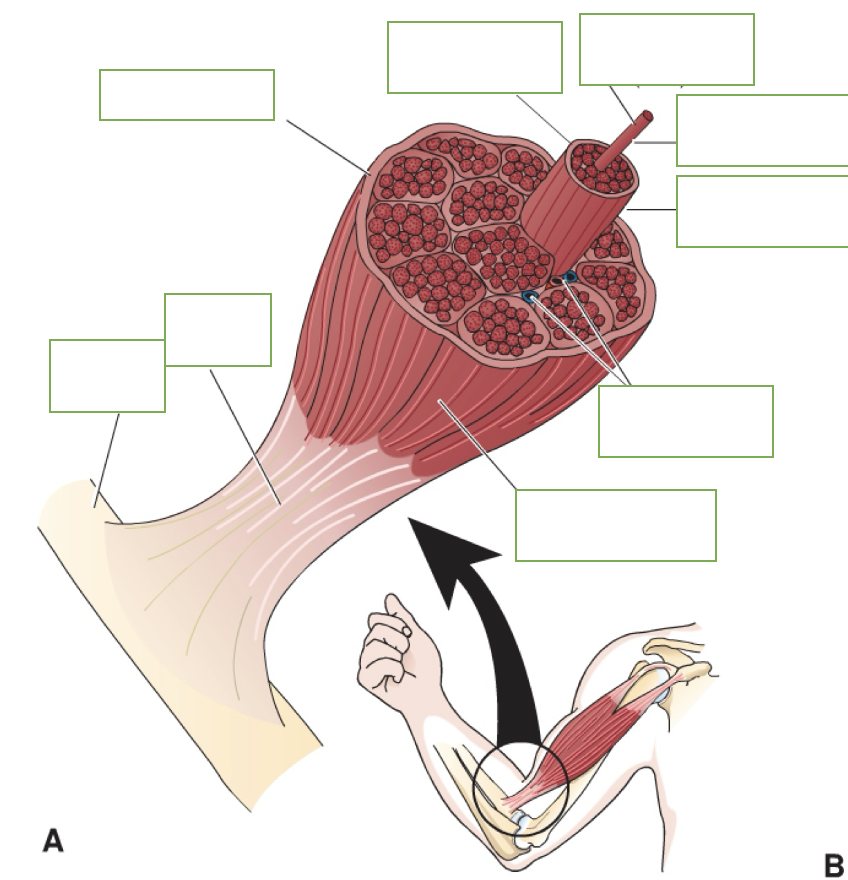<p>label: bone, tendon, epimysium, muscle fascicle, muscle fiber (cell), endomysium, permysium, blood vessels, body of muscle</p>