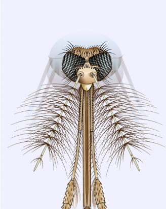 <p>hairier antenna, long palp</p>