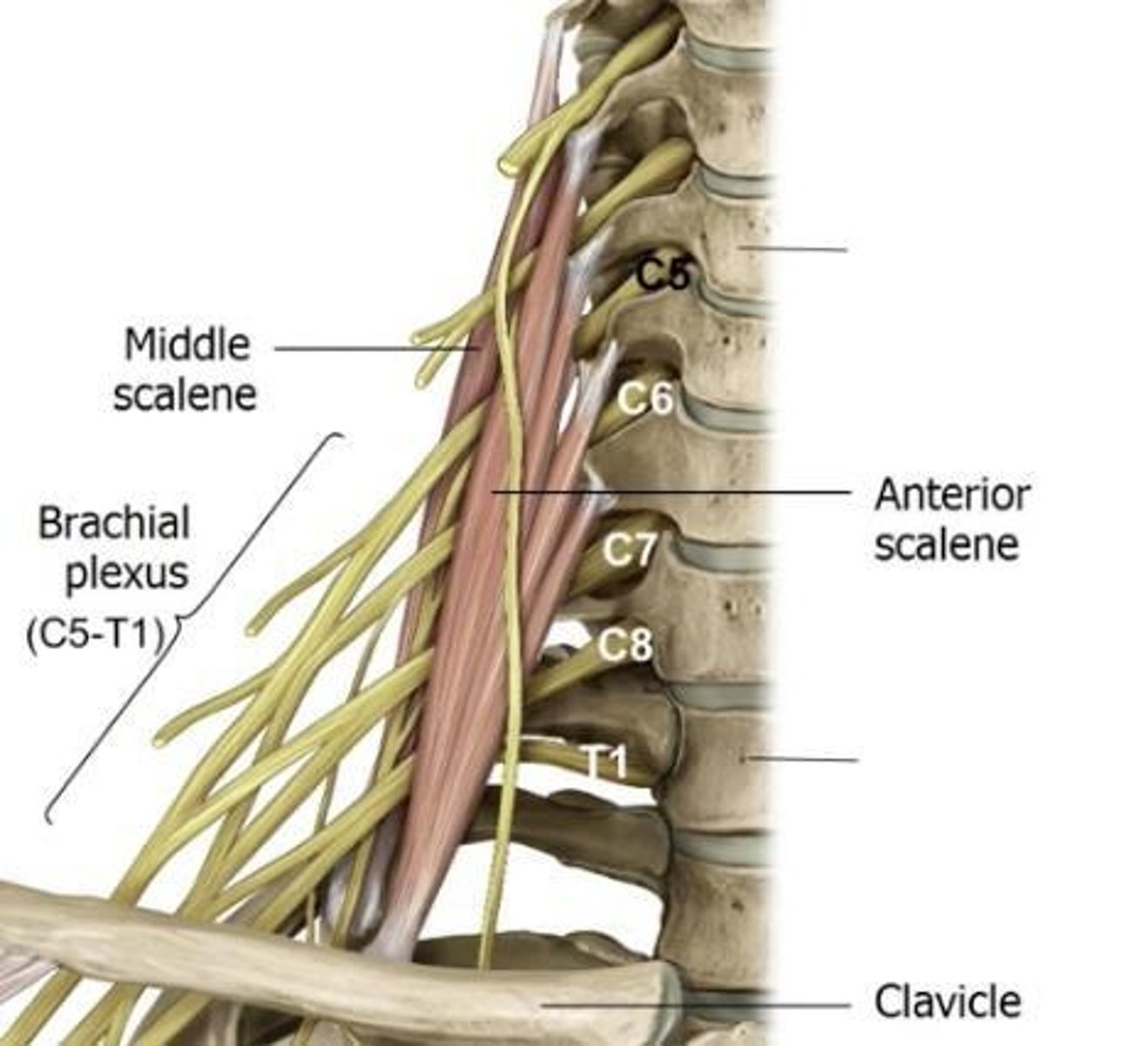 <p>Nervous pathway of upper limbs: carry somatosensory and somatomotor fibers as well as parasympathetics</p>