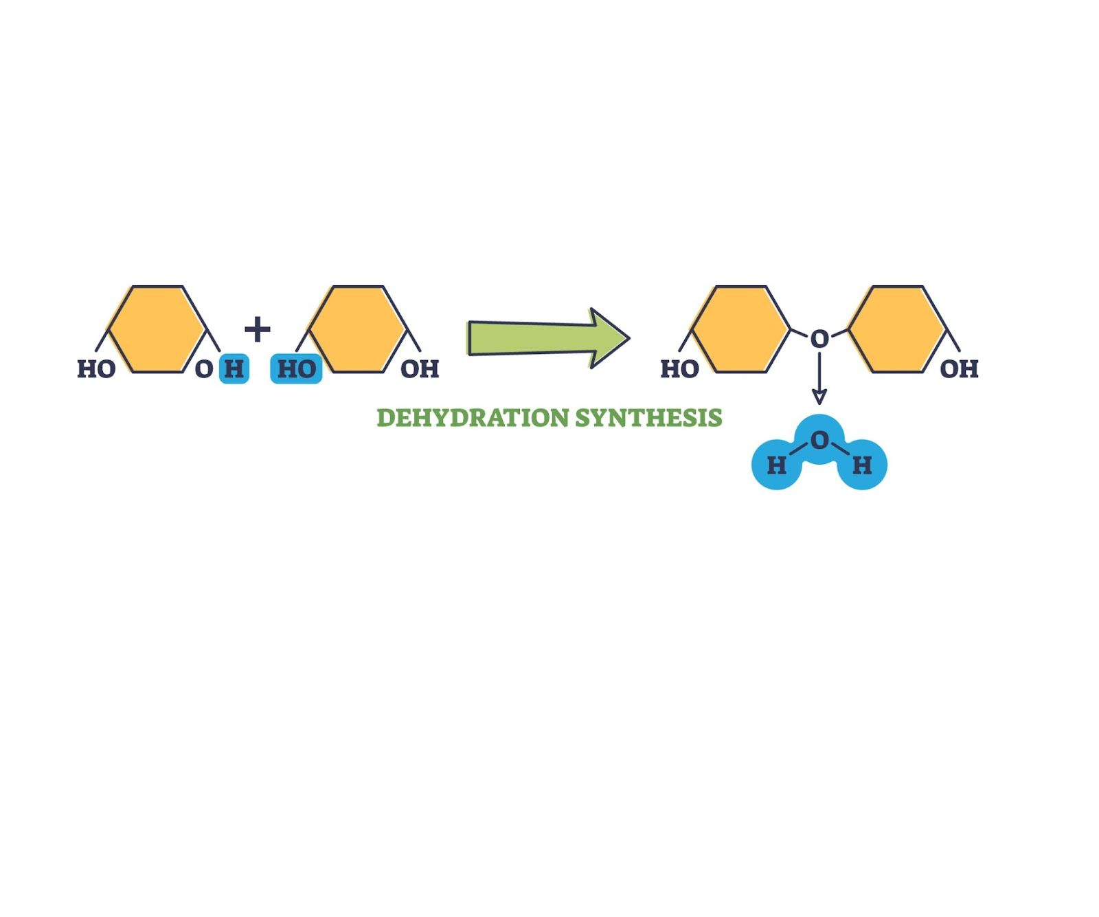 <p>in a catabolic reaction, water is released to create covalent bonds</p>
