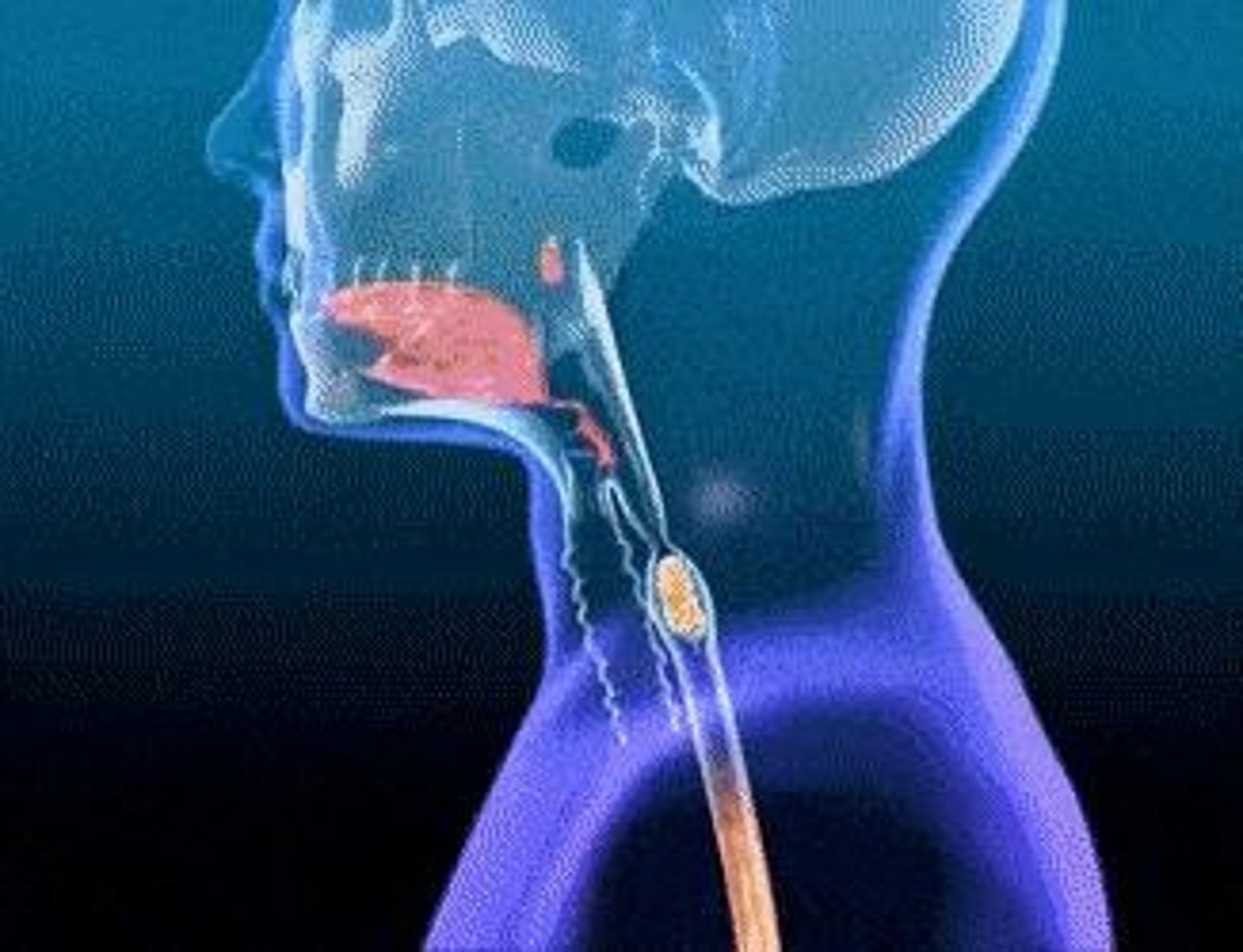 <p>Tube that transports partly digested food from the mouth to the stomach.</p>