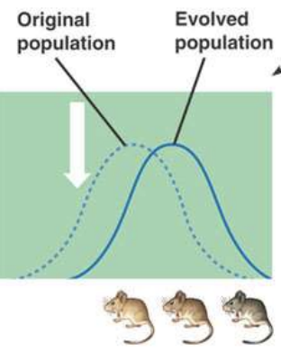 <p>species adapt to environmental change by favoring selection of one extreme over the other </p>