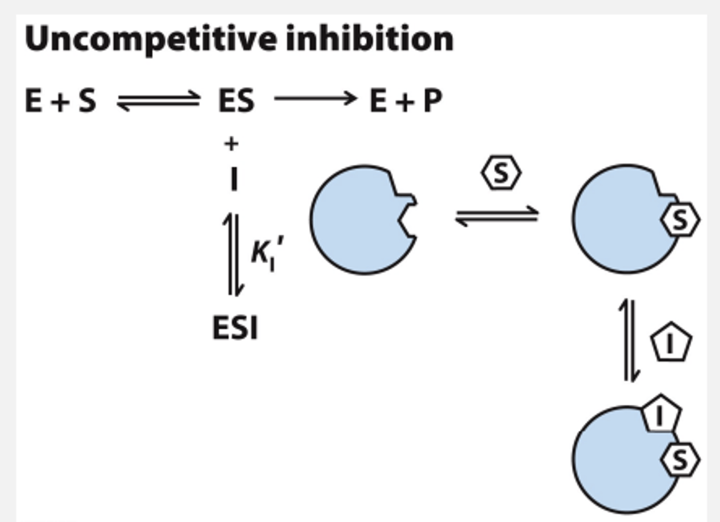 <p>•Causes structural distortion of the active site without affecting substrate binding</p><p>•Inhibitor binding distorts the ES complex, which inhibits catalysis</p><p>•Most effective at high [S]</p>