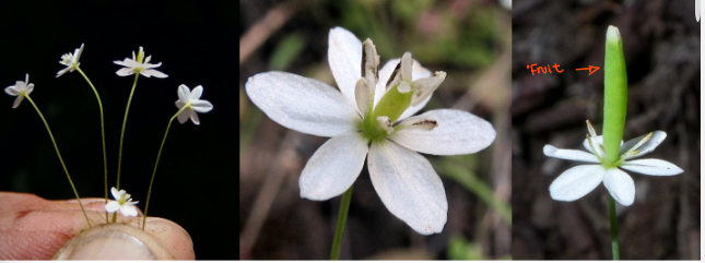 <p>Receptacle without expanded ring beneath speals; stamens 6</p>