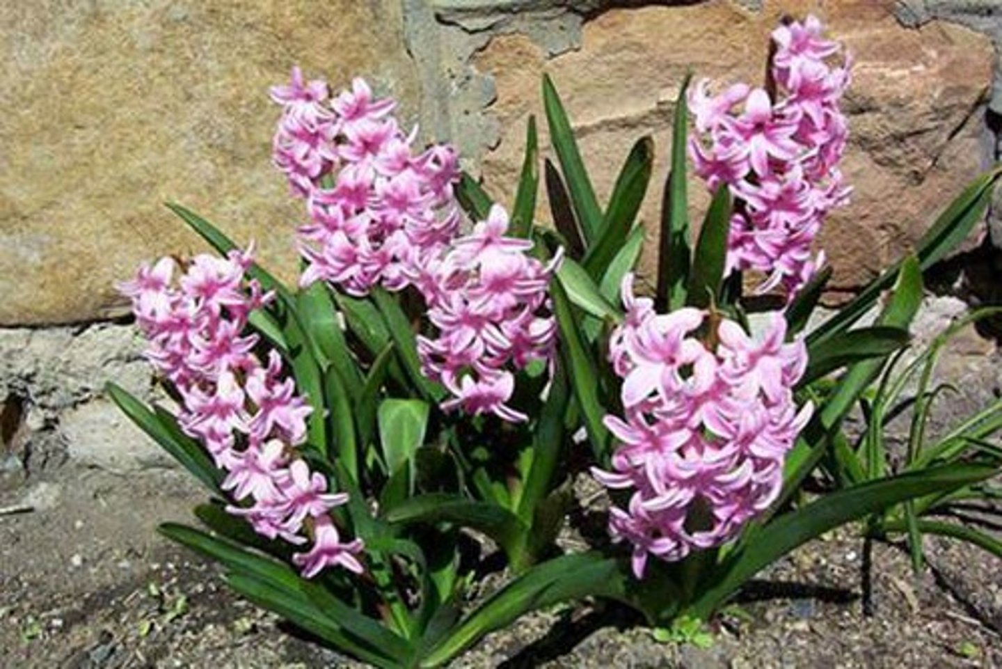 <p>Flowers come in a variety of colors</p><p>Leaf folds up into a boat shape</p><p>Bloom very early in the spring,</p><p>Very fragrant flowers</p><p>Bulb has purplish tint with very flat bottom</p>