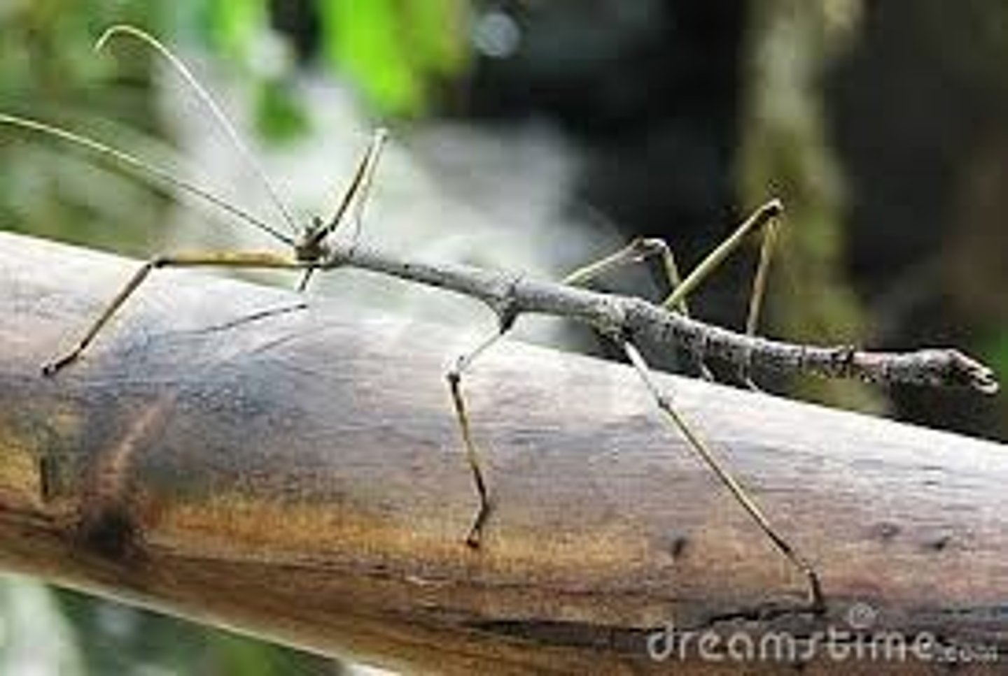 <p>mimicry of a specific object in ecosystem</p>