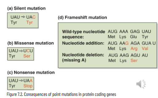 <p>single nucleotide change</p><ul><li><p>transition mutation: pyrimidine replaced by pyrimidine or purine for purine</p></li><li><p>transversion mutation: purine is substituted for pyrimidine (A/G ←→ T/C)</p></li></ul><p>protein coding genes with point mutations can be classified as:</p><ul><li><p>silent/synonymous: nucleotide substitution that doesn’t change the amino acid encoded</p></li><li><p>missense/non-synonymous: nucleotide substitution that results in change of amino acid encoded</p></li><li><p>frameshift: insertion or deletion of nucleotide(s) that alters reading frame</p></li><li><p>nonsense: nucleotide substitutions that results in creation of stop codon and makes a truncated protein</p></li></ul><p></p>