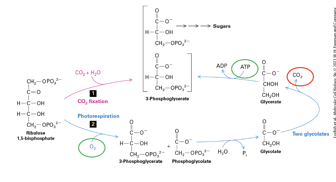 <ul><li><p>catalyzed by RuBisCO (also an oxygenase) when CO<sub>2</sub> is <strong>low</strong></p></li><li><p>O<sub>2</sub> binds to RuBP → PGA + Phosphoglycolate + H<sub>2</sub>O → Glycolate x2 → CO<sub>2</sub> OUT, Glycerate produced → <strong>ATP</strong> <strong>used up</strong> to convert back to PGA</p></li><li><p>produces toxic 2-phosphoglycolate that needs to be converted back to PGA (a COSTLY process)</p></li></ul><p></p>