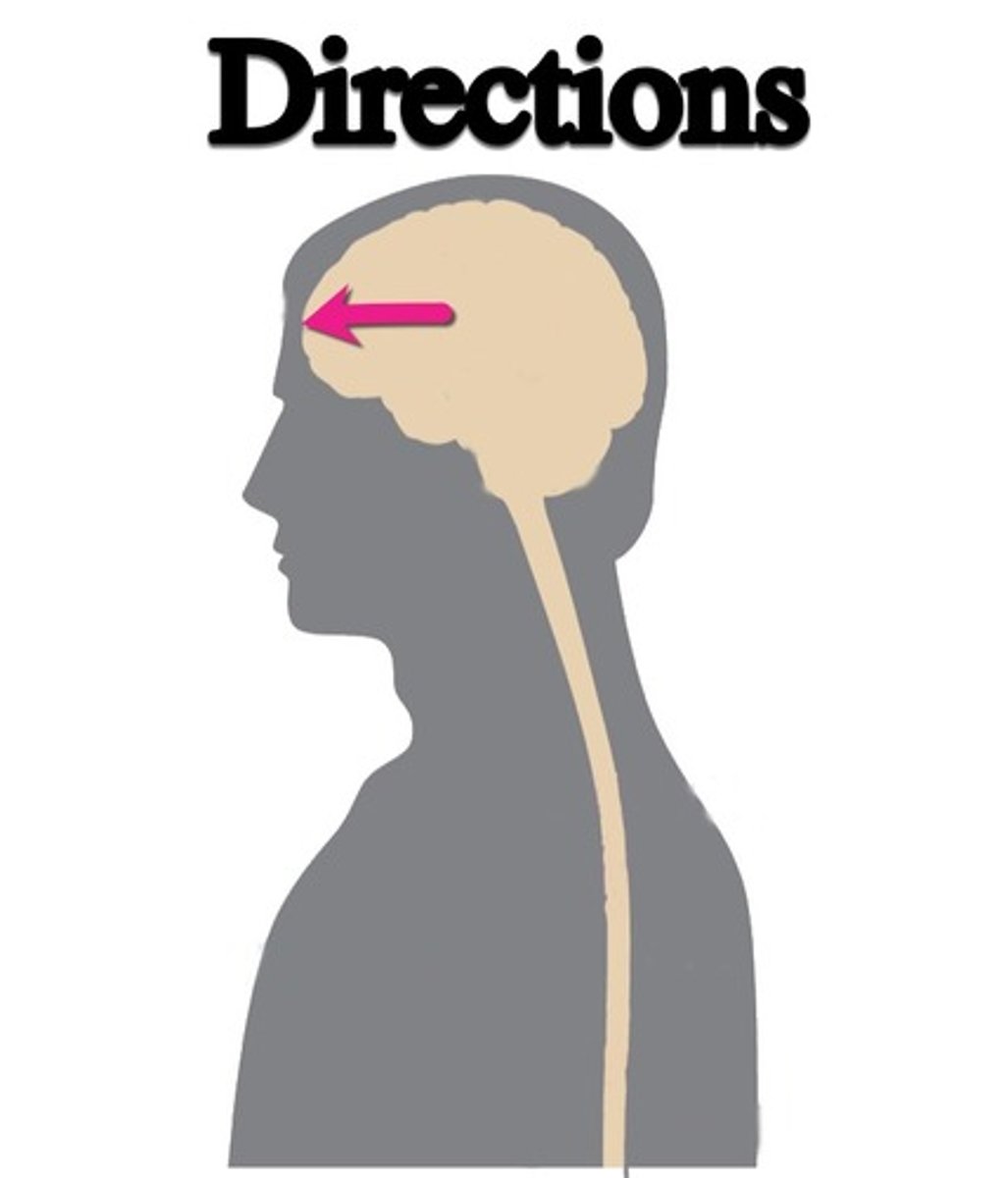 <p>toward the front of the brain</p><p>top of the spinal cord</p>