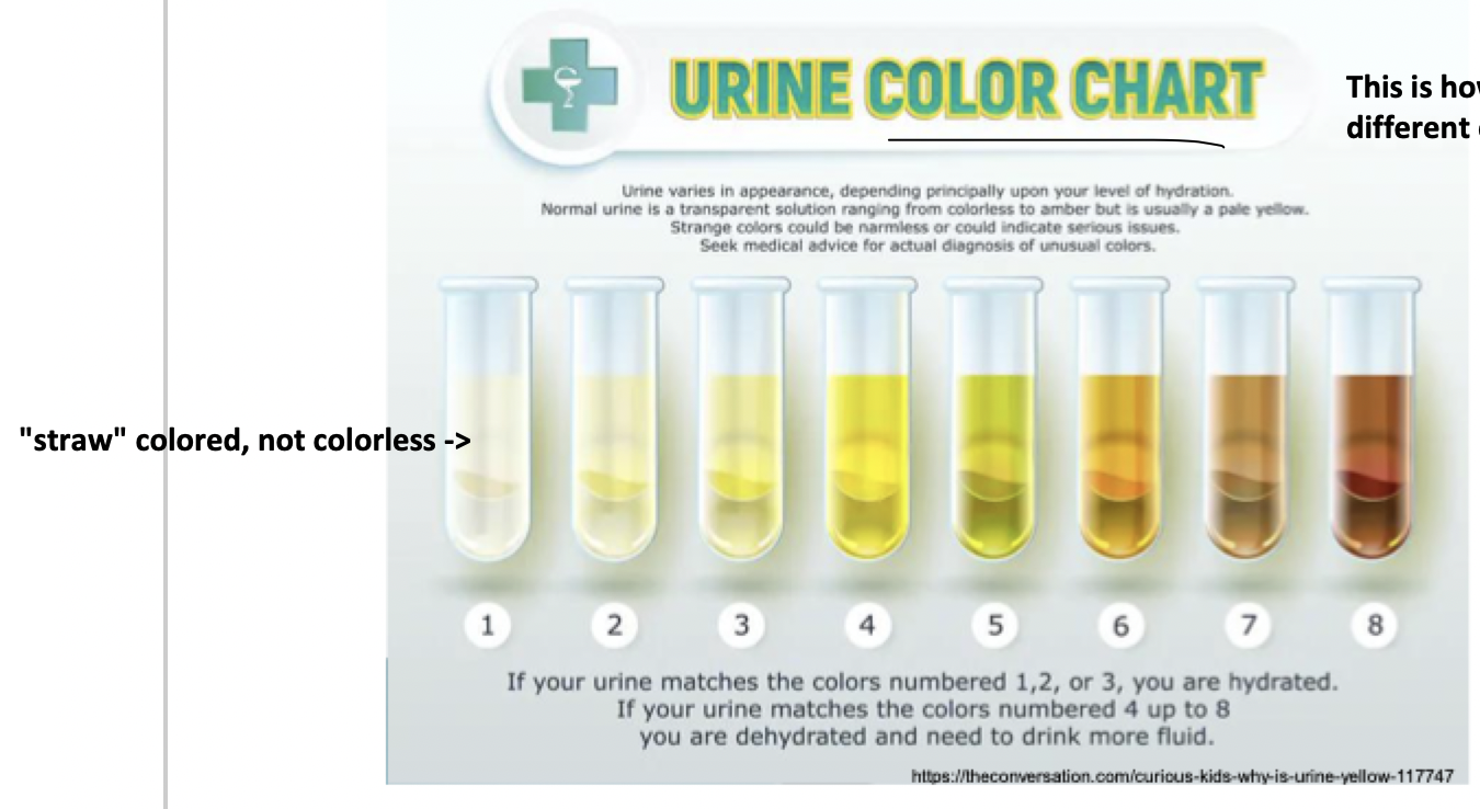 <p>normal urine color</p>