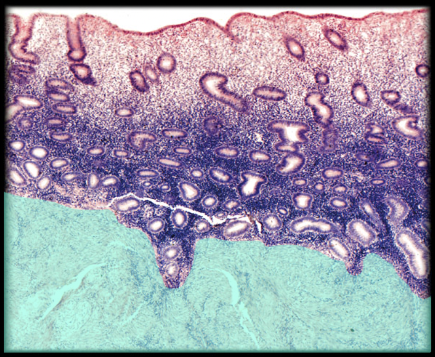 <p>What structure is shown?</p>