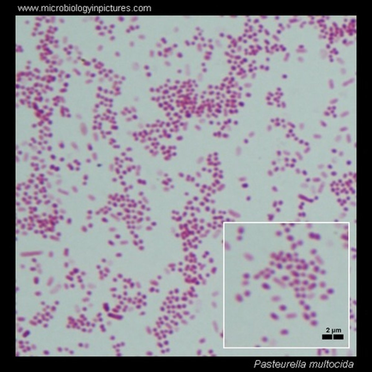 <p>Gram positive coccibacillus</p><p>Affects the skin and respiratory systems</p><p>Causes wound infections and respiratory disease</p>