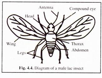 <p>Laccifier (Lac insect)</p>