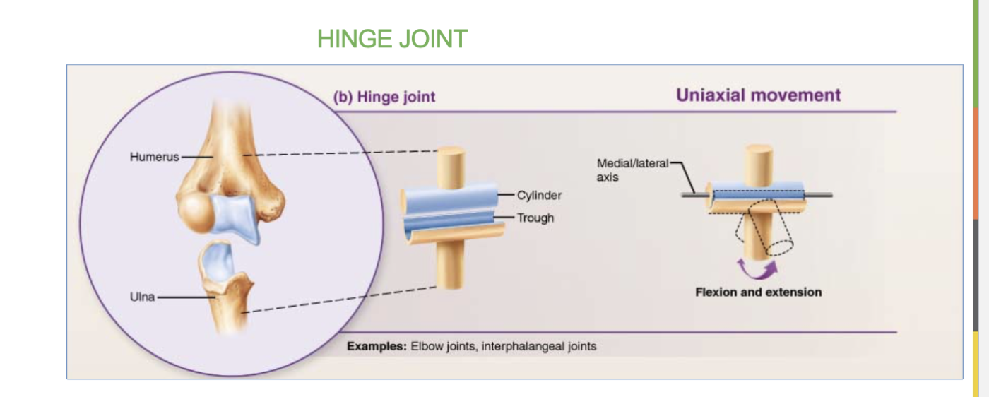 <p>works like a door hinge, allowing <strong>flexion and extensions.</strong></p><p><br>EX- elbow &amp; knee</p>