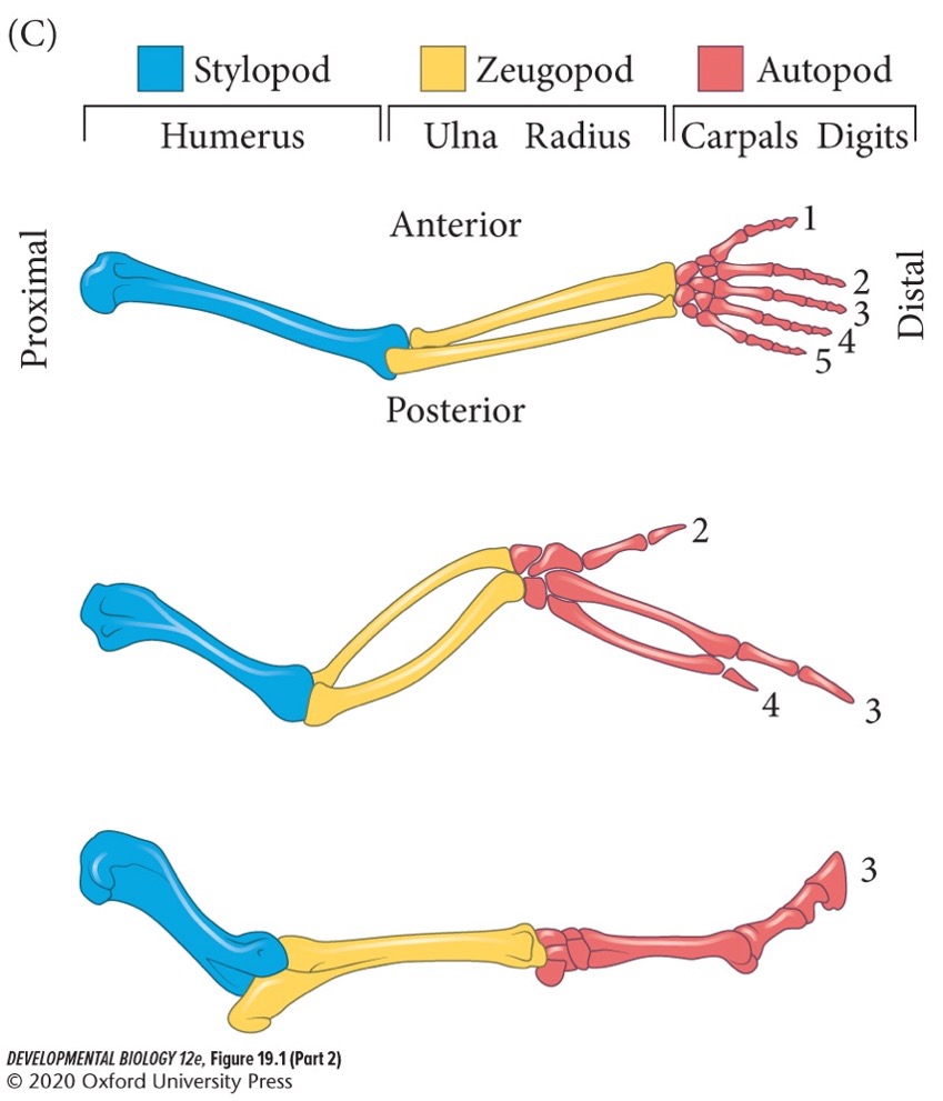 Proximal structure of the tetrapod limb (closest to the body wall).