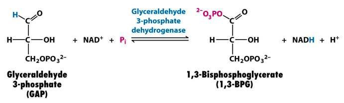 glyceraldehyde 3-phosphate to 1,3-bisphosphoglycerate