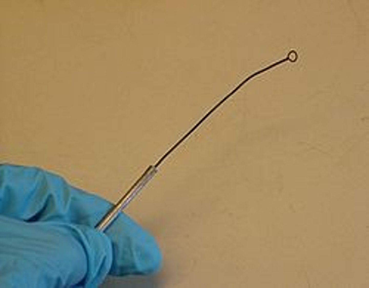 <p>used to transfer culture specimens to different media or to create slides</p>