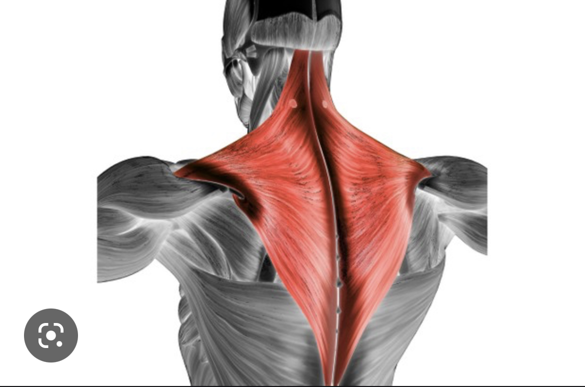 Name the muscle
