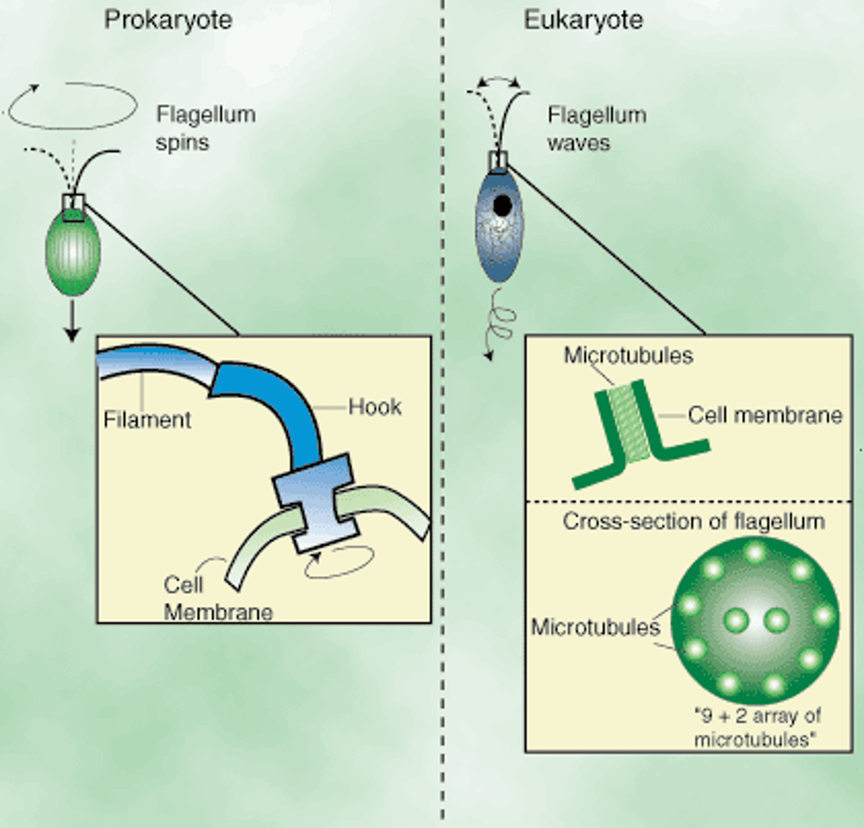 <p>Eukaryotic: 9+2 microtubules</p><p>Prokaryotic: Filament + hook + basal body made of flagellin</p>