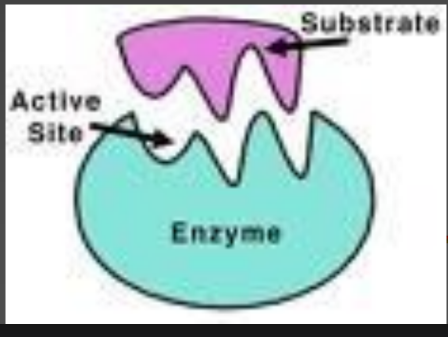 <p><span data-name="black_medium_square" data-type="emoji">◼</span> Enzy. bind reactants → substrates @ active site only</p><ul><li><p>form enzyme-substrate complex</p><ul><li><p>specific to substrate they bind on on</p></li></ul></li></ul><p></p>