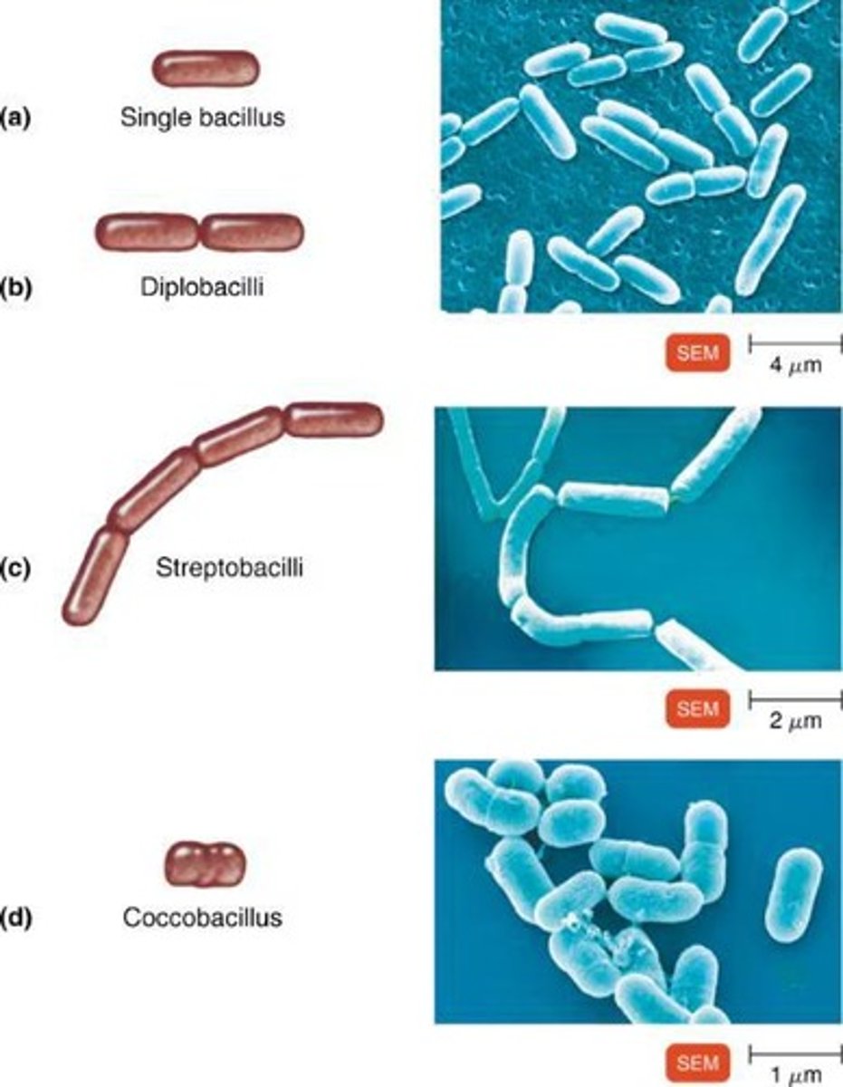 <p>Rod-shaped prokaryotes that are cylindrical and often longer than wide.</p>