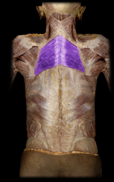 <p>deep to trapezius, inferior to rhomboid minor, adduction of scapula</p>