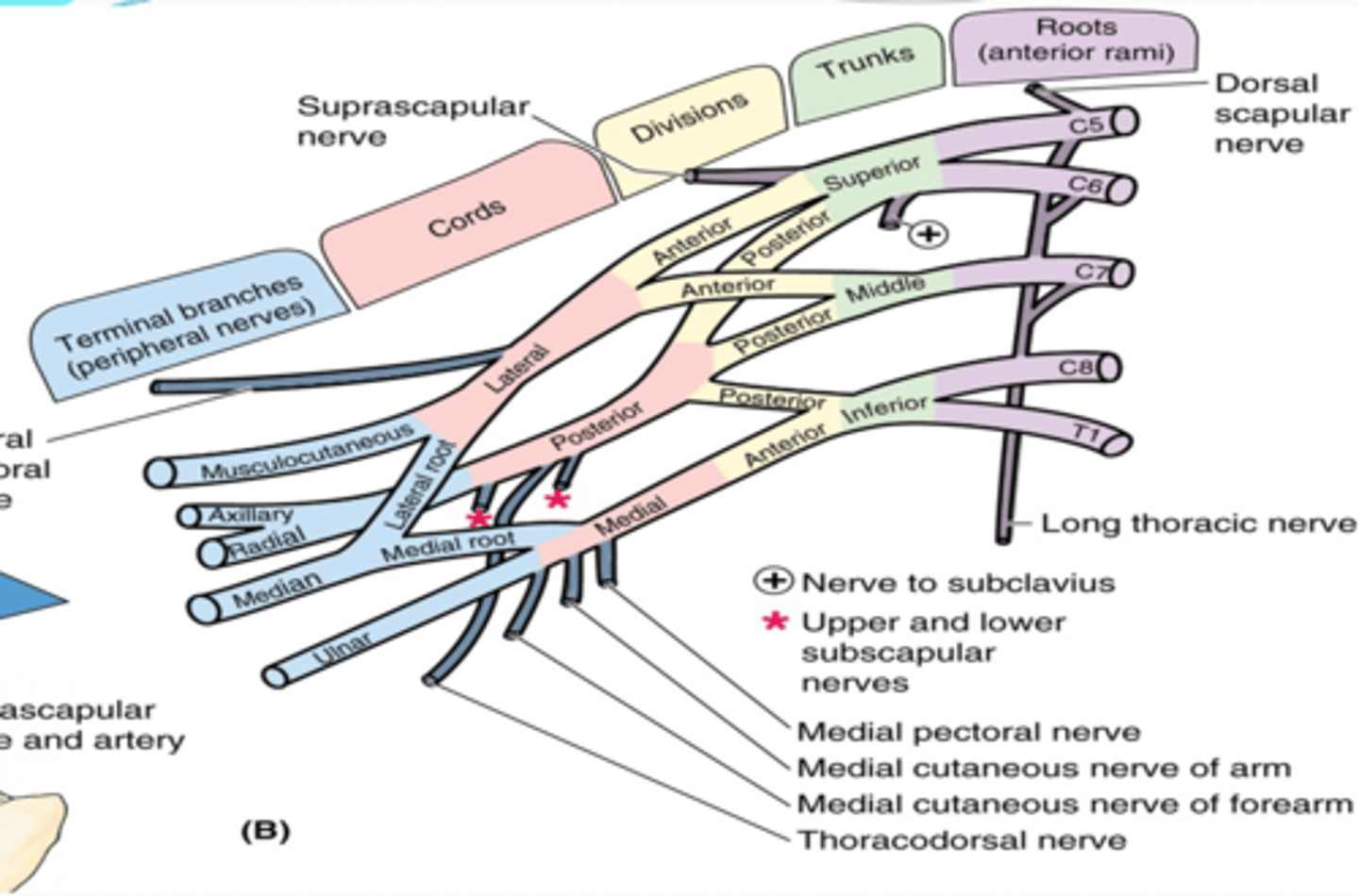 <p>separation of the trunks as they pass the cervico-axillary canal</p><p>-Anterior: supply anterior (flexors) compartments of the UL</p><p>-Posterior: supply posterior (extensor) compartments of the UL</p>