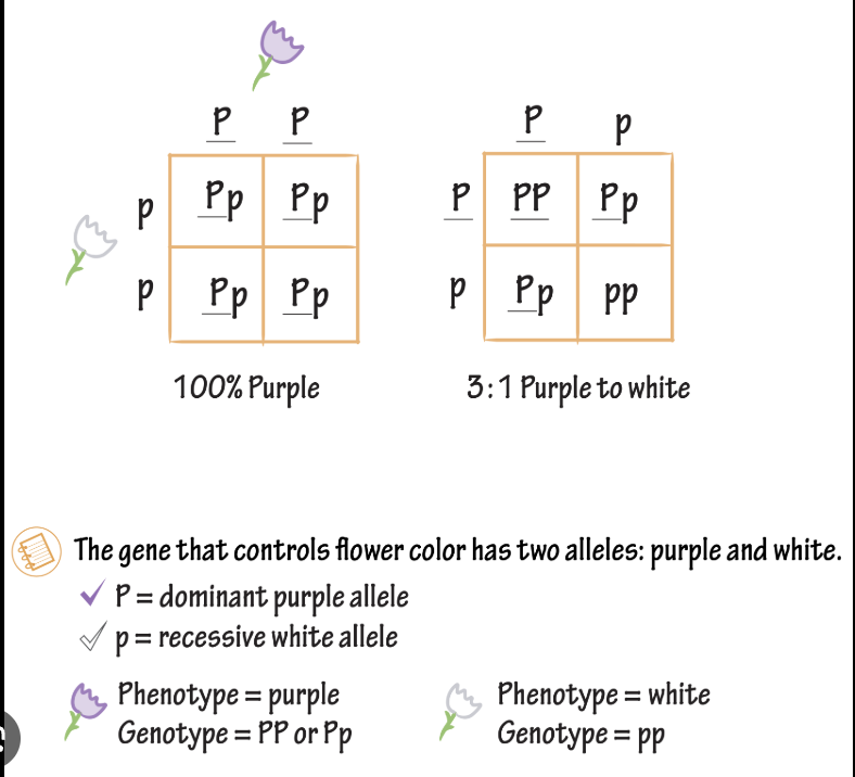 <p><span><span>diagram used in genetics to predict the potential genotypes and corresponding phenotypic probabilities of offspring from a specific cross</span></span></p>