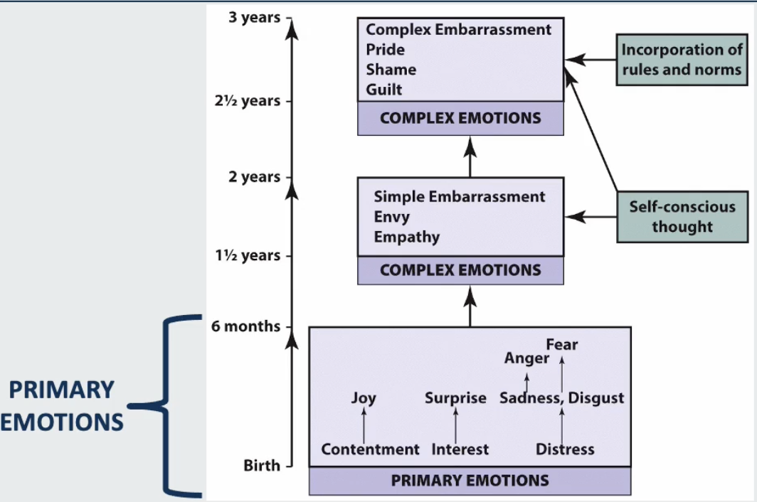 <ul><li><p><strong>Ontogeny </strong>(<em>study of existence</em>)<strong> Mirrors Phylogeny </strong><em>(Evolutionary relationships)</em>:</p><ul><li><p>Emotional development in infants reflects the <strong>evolutionary sequence</strong> of these emotions.</p></li></ul></li><li><p><strong>Order of Emotional Responding</strong>:</p><ul><li><p><u>1-6 months:</u> Basic emotions (e.g., joy, anger, sadness) emerge first, as they are more evolutionarily primitive.</p></li><li><p><u>&gt;18 months:</u><strong> </strong>Complex emotions (e.g., guilt, shame, pride) develop later, requiring higher cognitive and social abilities.</p><ul><li><p>Self-conscious thought</p></li><li><p>Incorporation of rules and norms </p></li></ul></li></ul></li></ul><p></p>