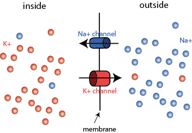 <p>leak channels and Na/K pumps </p>