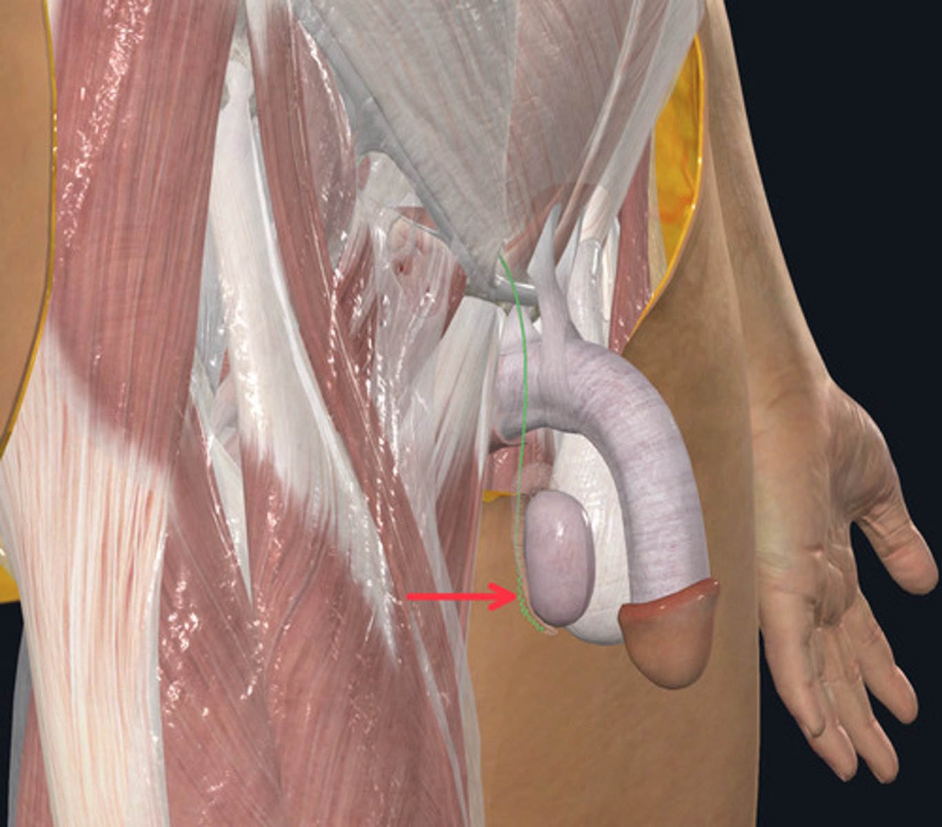 <p>ID Structure Highlighted Green Marked with the Red Arrow</p>