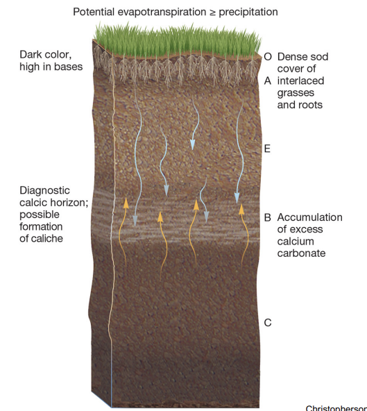 <p><strong>calcification location and soil</strong></p>