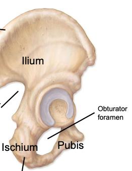 <p>a large opening in the pelvic or hip bone, lies just below the acetabulum</p>