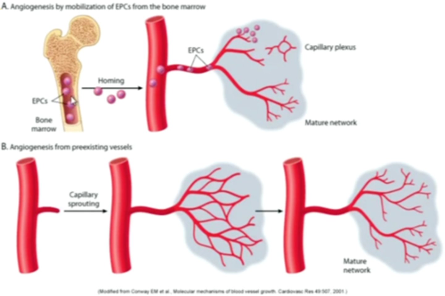 <p>formation of new blood vessels into the tumor to supply it with nutrients.</p>