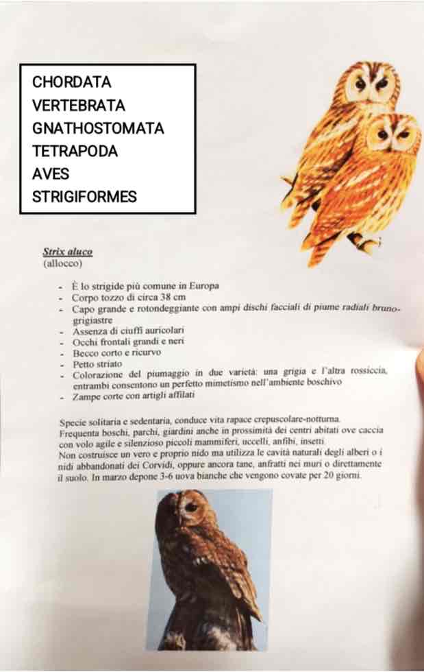 <p>Cordati</p><p>Vertebrati</p><p>Gnatostomi</p><p>Tetrapodi</p><p>Aves</p><p>Stringiformi</p><p>Strix aluco (allocco)</p>