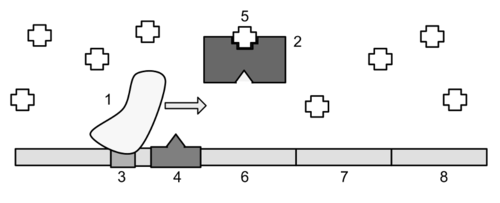 <p>d. the lac repressor protein is not bound to the operator.</p>